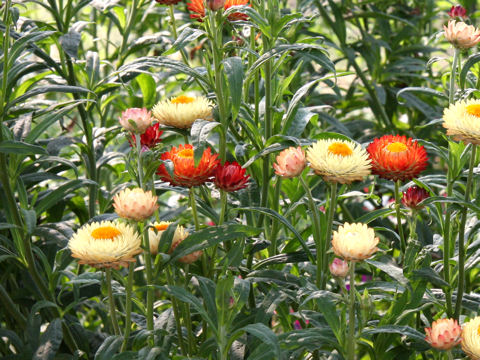 Helichrysum bracteatum