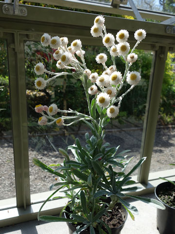 Helichrysum bracteatum