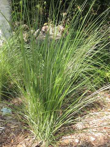 Muhlenbergia capillaris