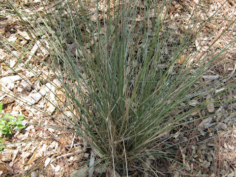 Muhlenbergia capillaris