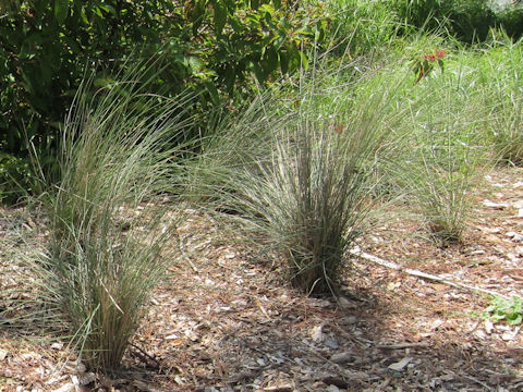 Muhlenbergia capillaris