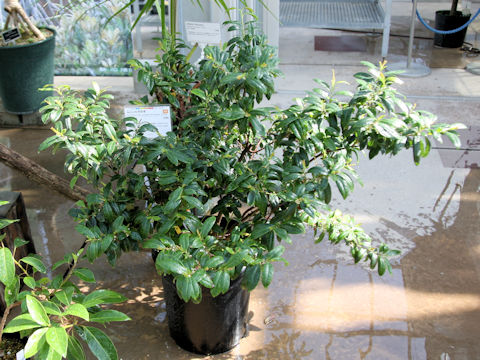 Eurya boninensis