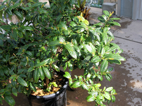 Eurya boninensis