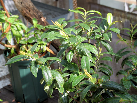 Eurya boninensis