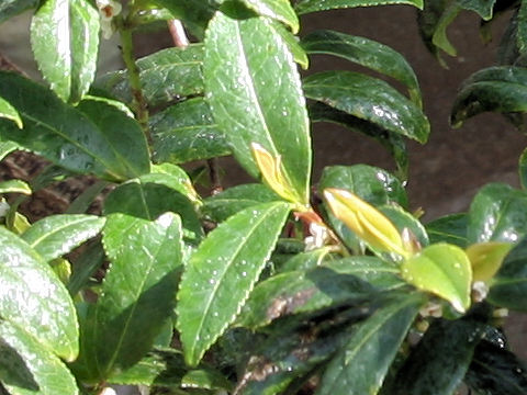 Eurya boninensis