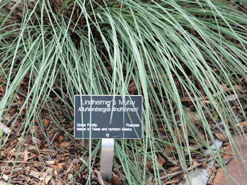 Muhlenbergia lindheimeri