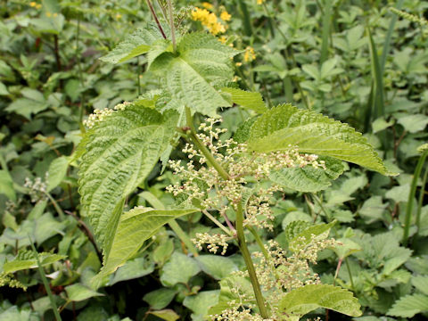 Laportea bulbifera