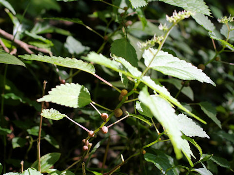 Laportea bulbifera