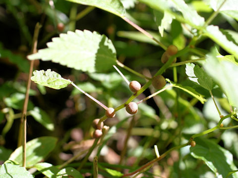 Laportea bulbifera