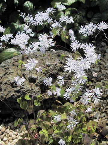 Thalictrum uchiyamai