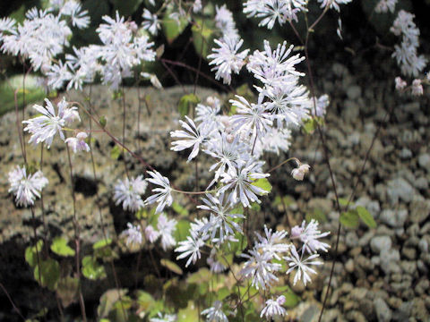 Thalictrum uchiyamai