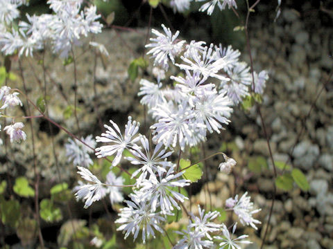 Thalictrum uchiyamai