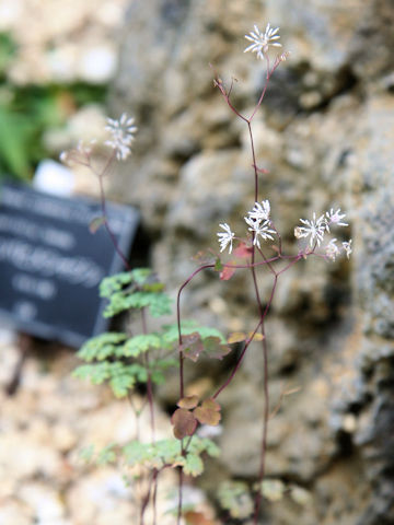 Thalictrum uchiyamai