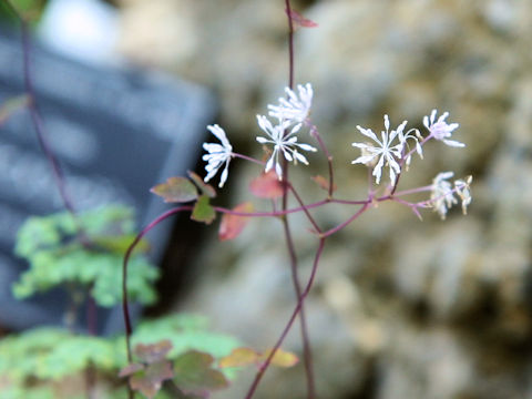 Thalictrum uchiyamai