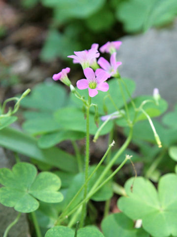 Oxalis corymbosa