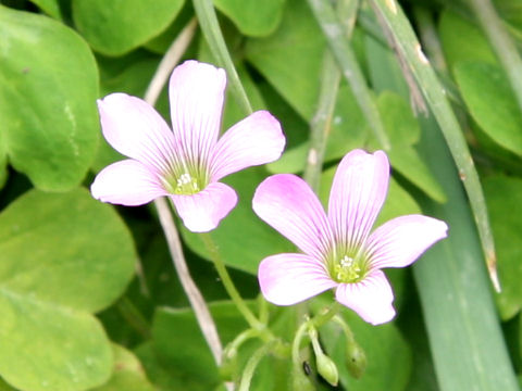 Oxalis corymbosa