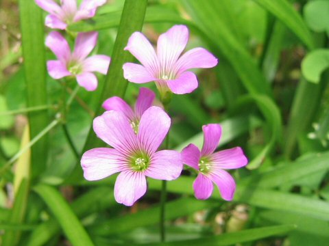 Oxalis corymbosa