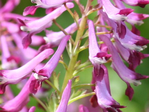 Corydalis incisa