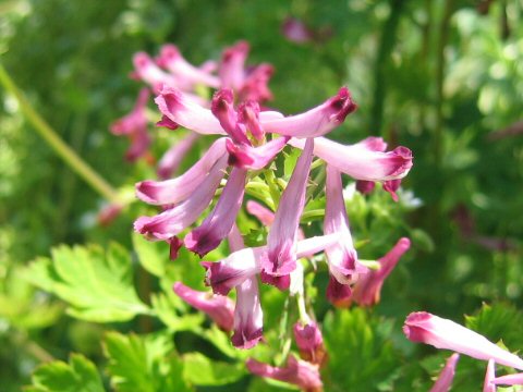 Corydalis incisa