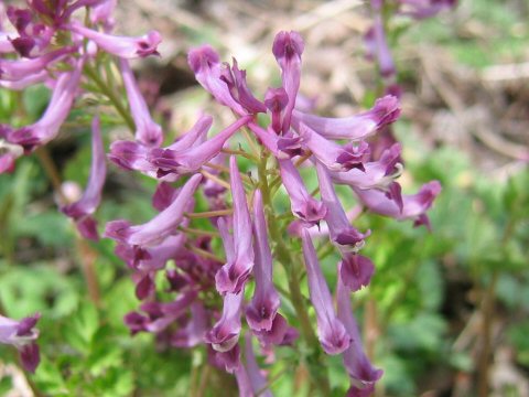 Corydalis incisa