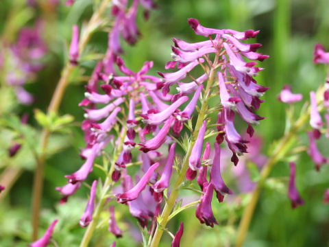 Corydalis incisa