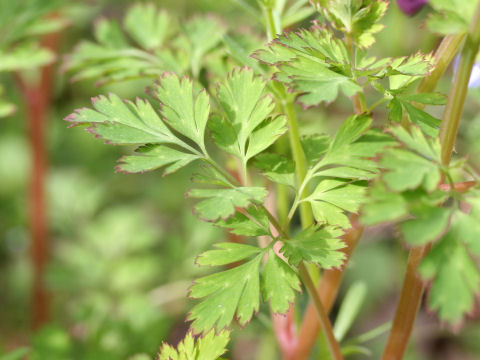 Corydalis incisa