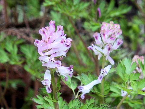 Corydalis incisa