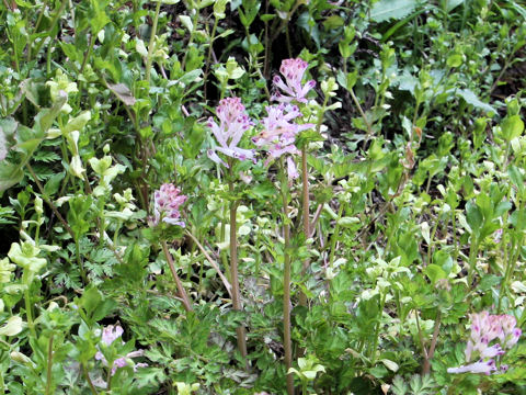 Corydalis incisa