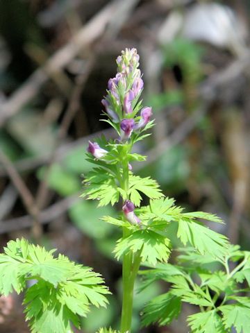 Corydalis incisa