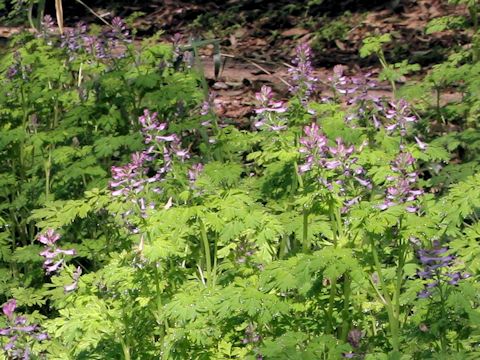 Corydalis incisa