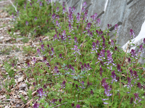 Corydalis incisa