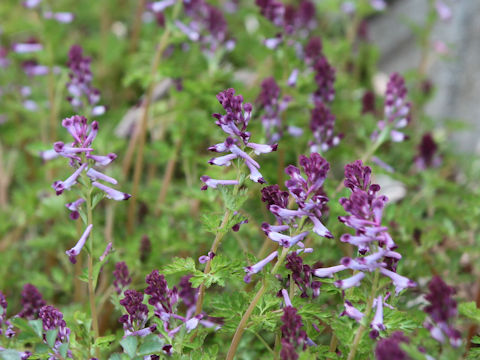 Corydalis incisa