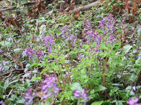 Corydalis incisa