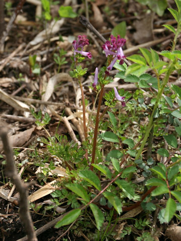 Corydalis incisa