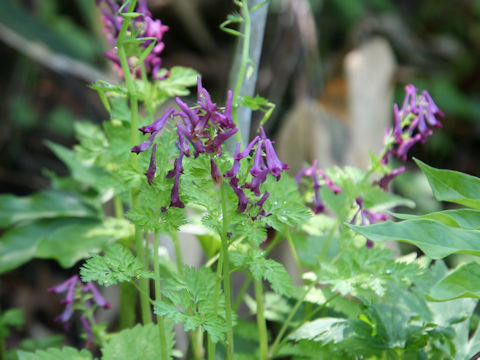 Corydalis incisa