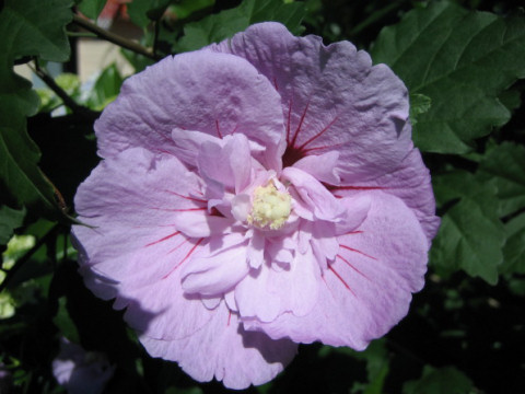 Hibiscus syriacus cv. Lavender Chiffon