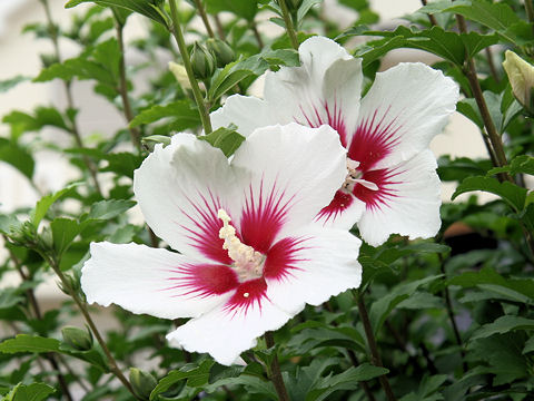 ムクゲ Hibiscus Syriacus