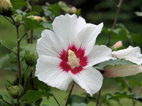 Hibiscus syriacus