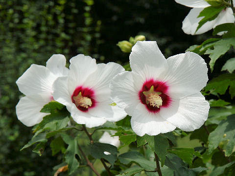 Hibiscus syriacus