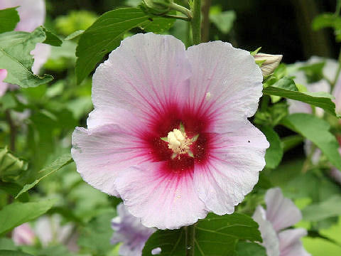 Hibiscus syriacus