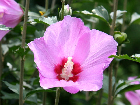 Hibiscus syriacus