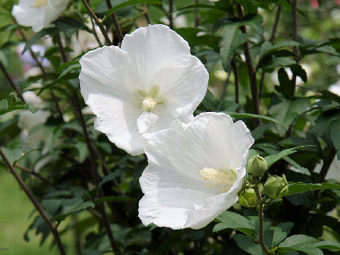 Hibiscus syriacus