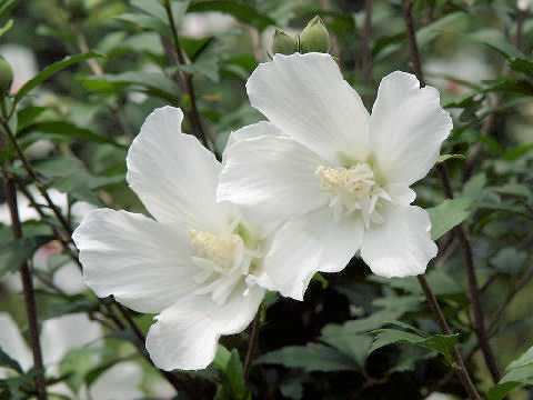 Hibiscus syriacus