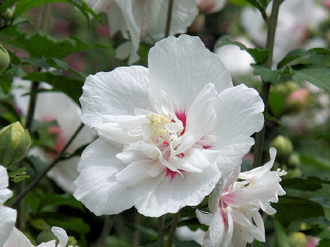 Hibiscus syriacus