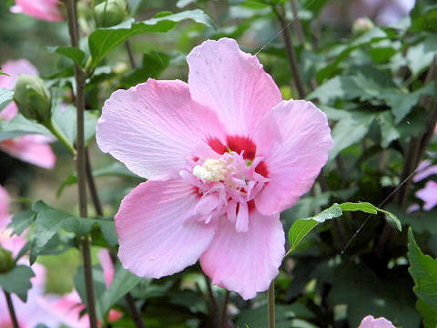 Hibiscus syriacus