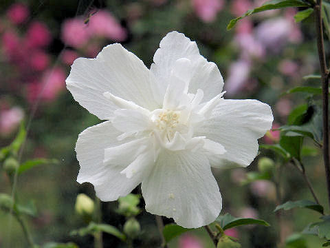 Hibiscus syriacus