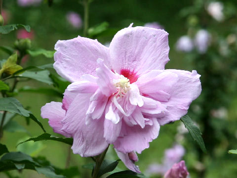 Hibiscus syriacus