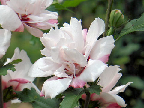 Hibiscus syriacus