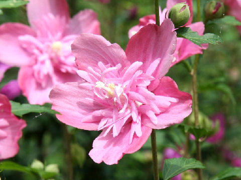 Hibiscus syriacus