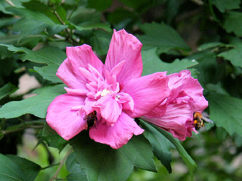 Hibiscus syriacus